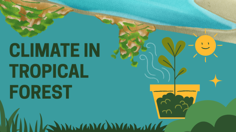 Climate in Tropical Forest