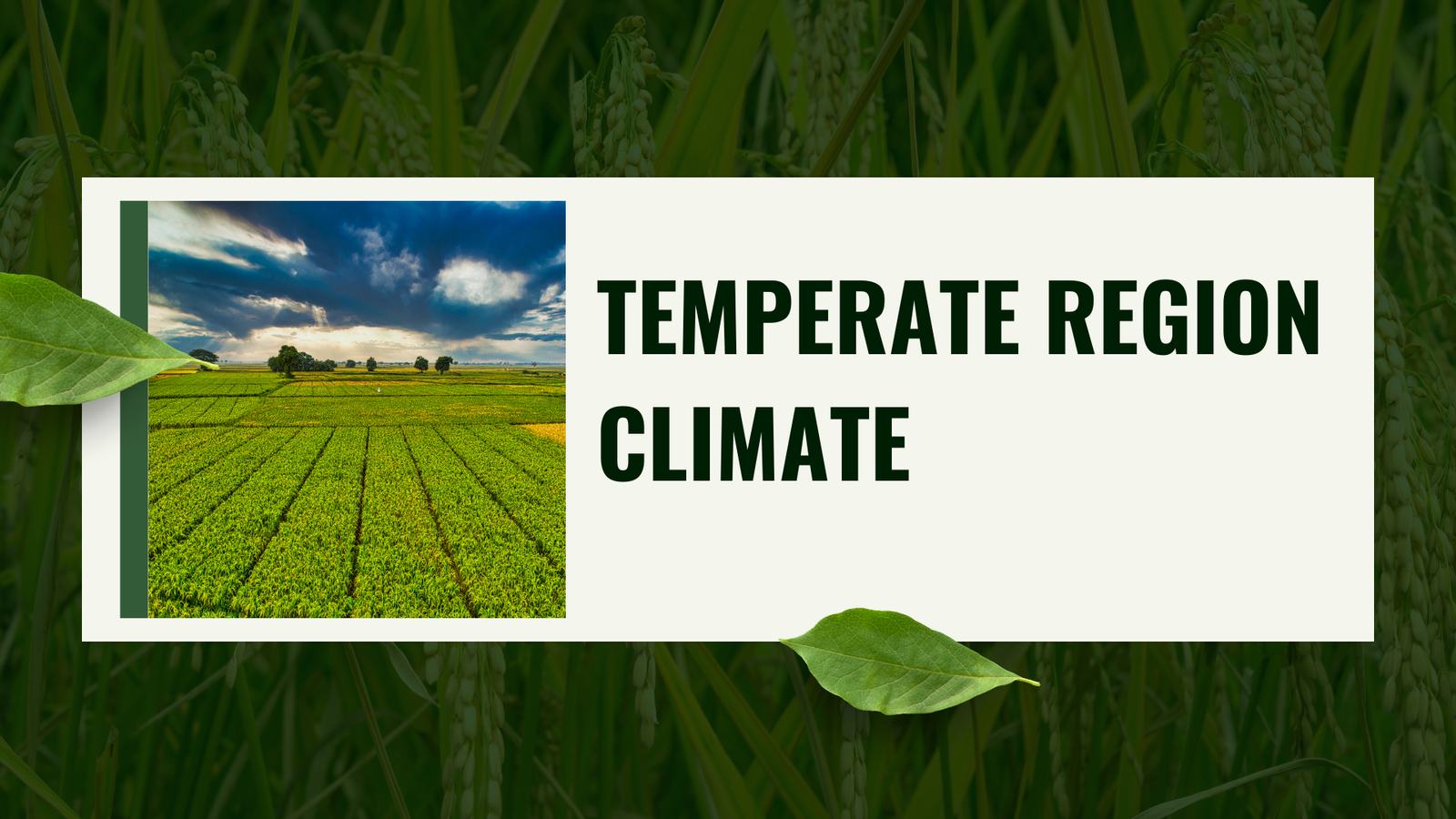 Temperate Region Climate