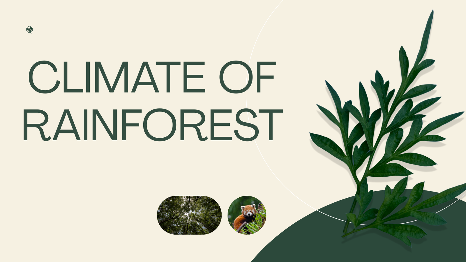 Climate of Rainforest